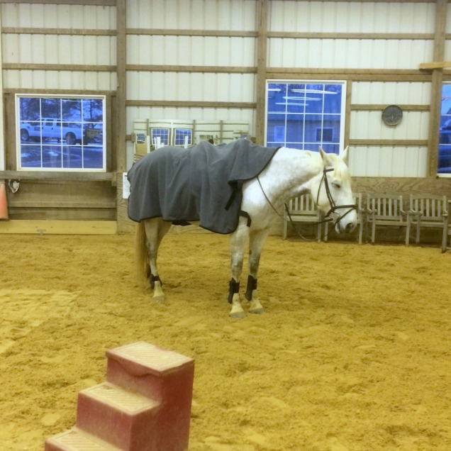 STOP TAKING OFF YOU WILD BEAST (fun fact- she actually dozed off while I was setting up trot poles for us.)